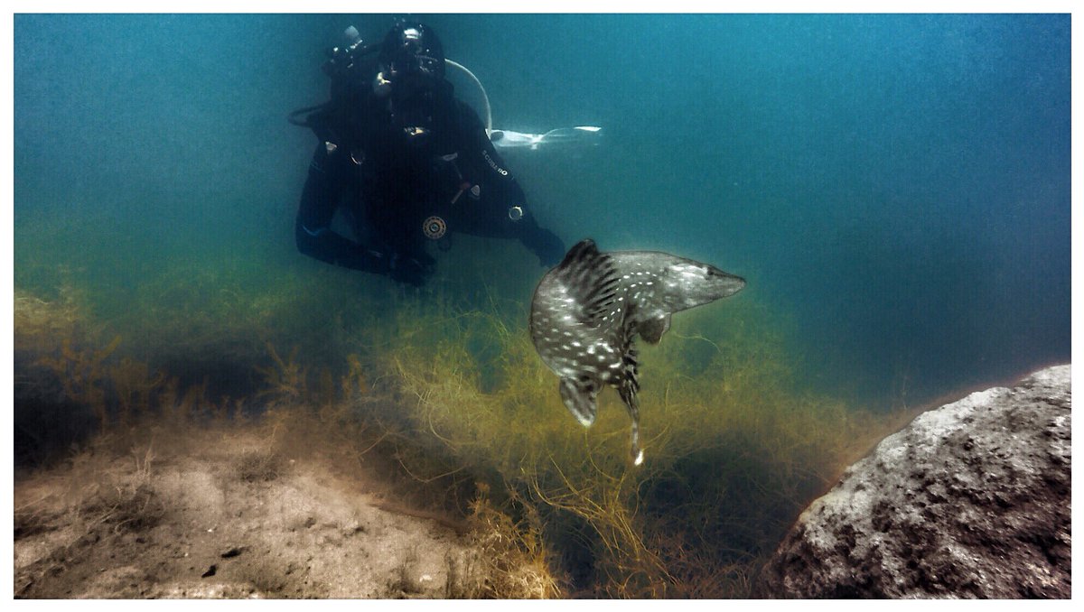 dominik_johnson's tweet photo. an experience so uniquely refined there can only be one. #ScubaDiving w/in #SpringHarmony and #UnicornDivers cc. @Scubapro @PADI https://t.co/JC7TAN9BGK