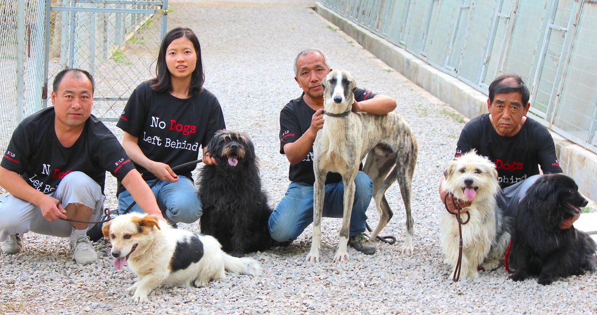 Dozer, Pepper, Tolstoy, James & Pong Pong (L2R) are coming home nodogsleftbehind.com/donate HELP US SAVE more dogs like these fur babies from the hell of YULIN & the dog meat trade in China. @wendyharris2861 #STOPYULIN2018 #StopYulinForever #dogs #dogsoftwitter #dogsarefamily