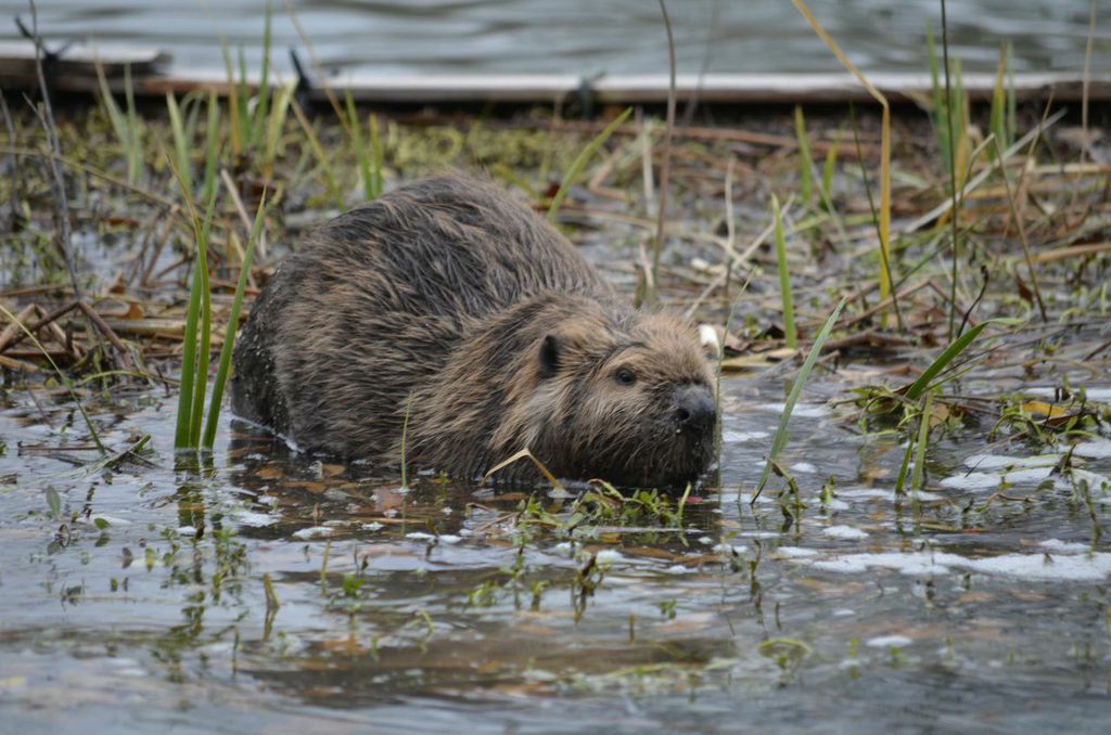 rlnaturecenter's tweet image. River Legacy Park is home to many talented animal architects! Explore their remarkable building skills during our Summer Animal Architects Class! Learn more about this class and all of our Summer Camps at riverlegacy.org/summer-classes and sign up TODAY!