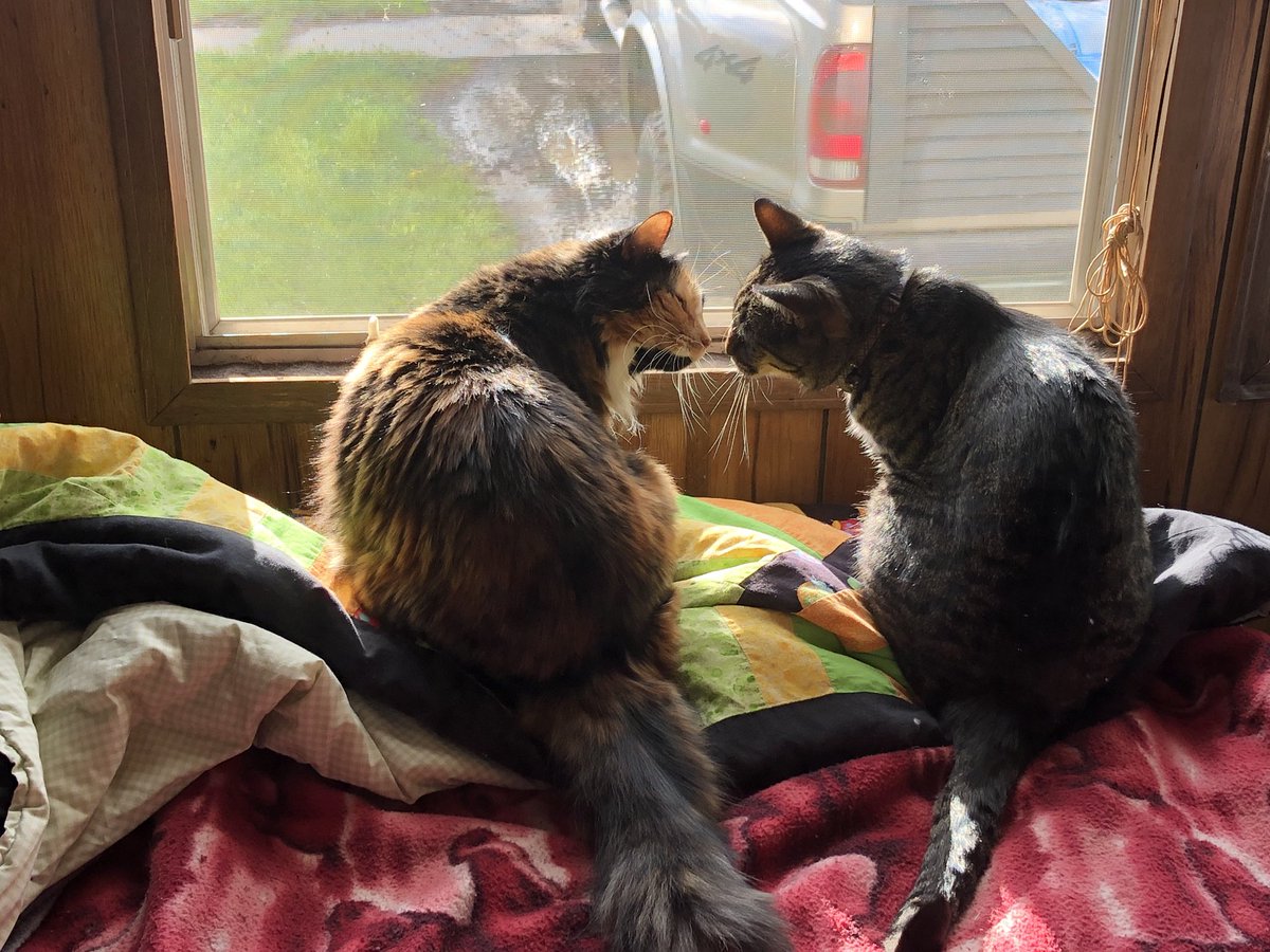 ShakespearCat's tweet photo. #ShakespearCat #meow #CatsOfTwitter #catkisses https://t.co/psZyiKOX90