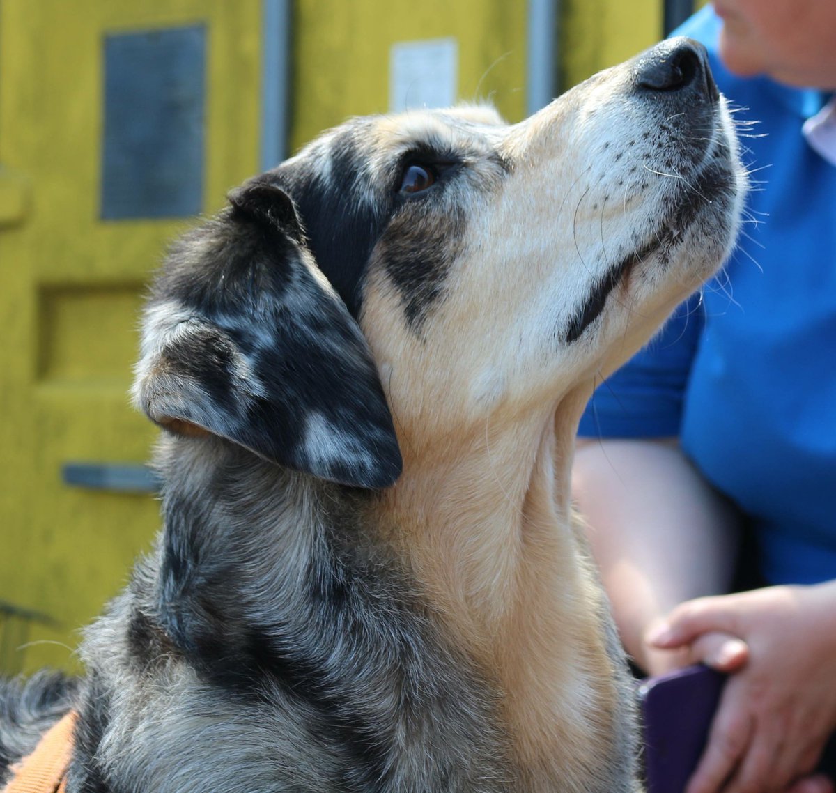 Just how handsome is Wizard? He's been doing some nose work with the <a href="/ukcsd/">The UKCSD Ltd</a> and was really rather good at it!! #thenoseknows