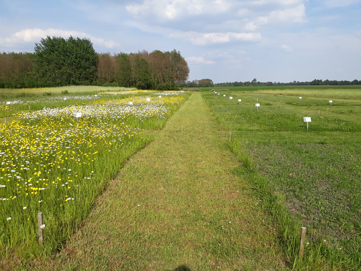 regelinkjr's tweet photo. Verschil tussen zaaien in najaar (links) en voorjaar (rechts). Voorbeeldvelden bij @cruydthoeck https://t.co/m4woHj73Z4
