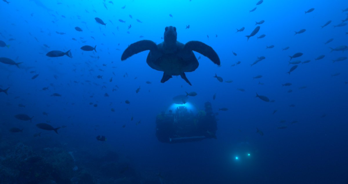 AtlanticProds's tweet photo. Happy #WorldTurtleDay. We observed one of the oceans most graceful of creatures while shooting in the #Galapagos. 129 of approximately 300 species of turtle and tortoise on Earth today are either vulnerable, endangered, or critically endangered. #LoveTurtles #AtlanticProductions https://t.co/fFBIAJpCWW