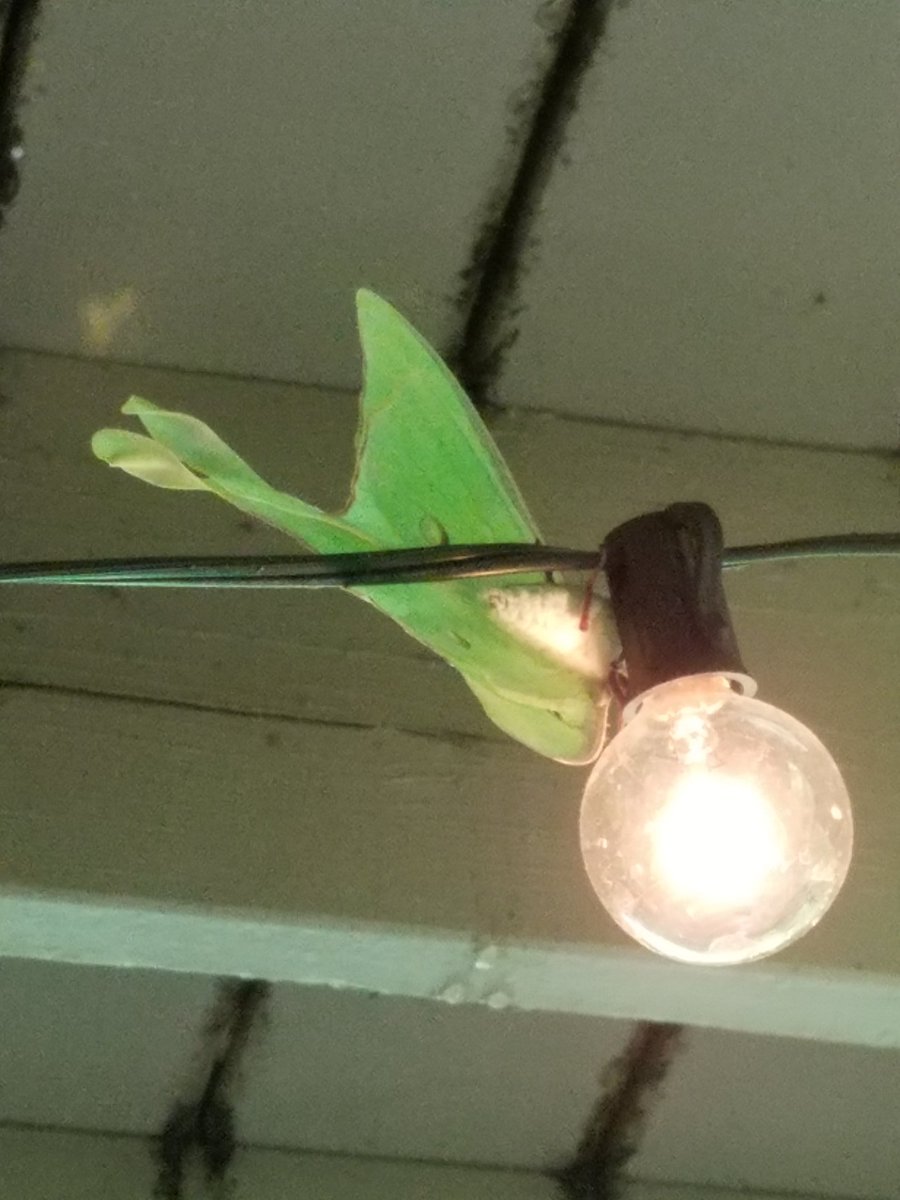 mapleg00sed's tweet image. Update: moth is still on my porch and has a cute furry belly I love her #mothcore