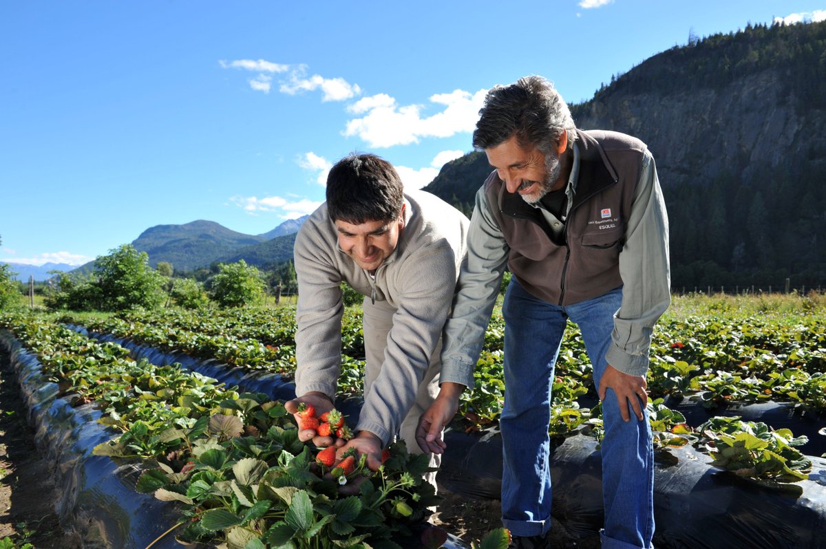 Secretaría de Agricultura, Ganadería y Pesca tweet media