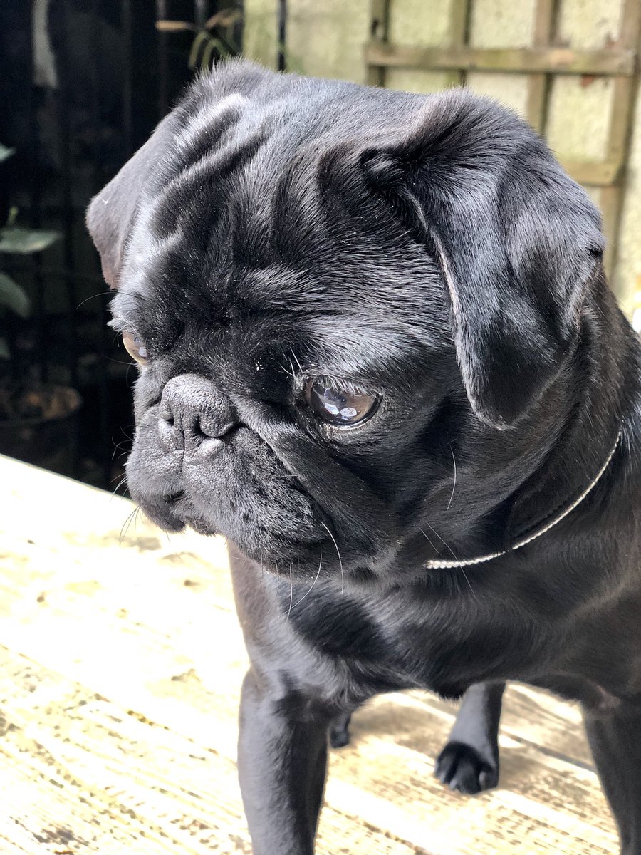 buddy_bosco's tweet photo. Me a handsome Pug! #vain #cute https://t.co/7HYG9BNLjE