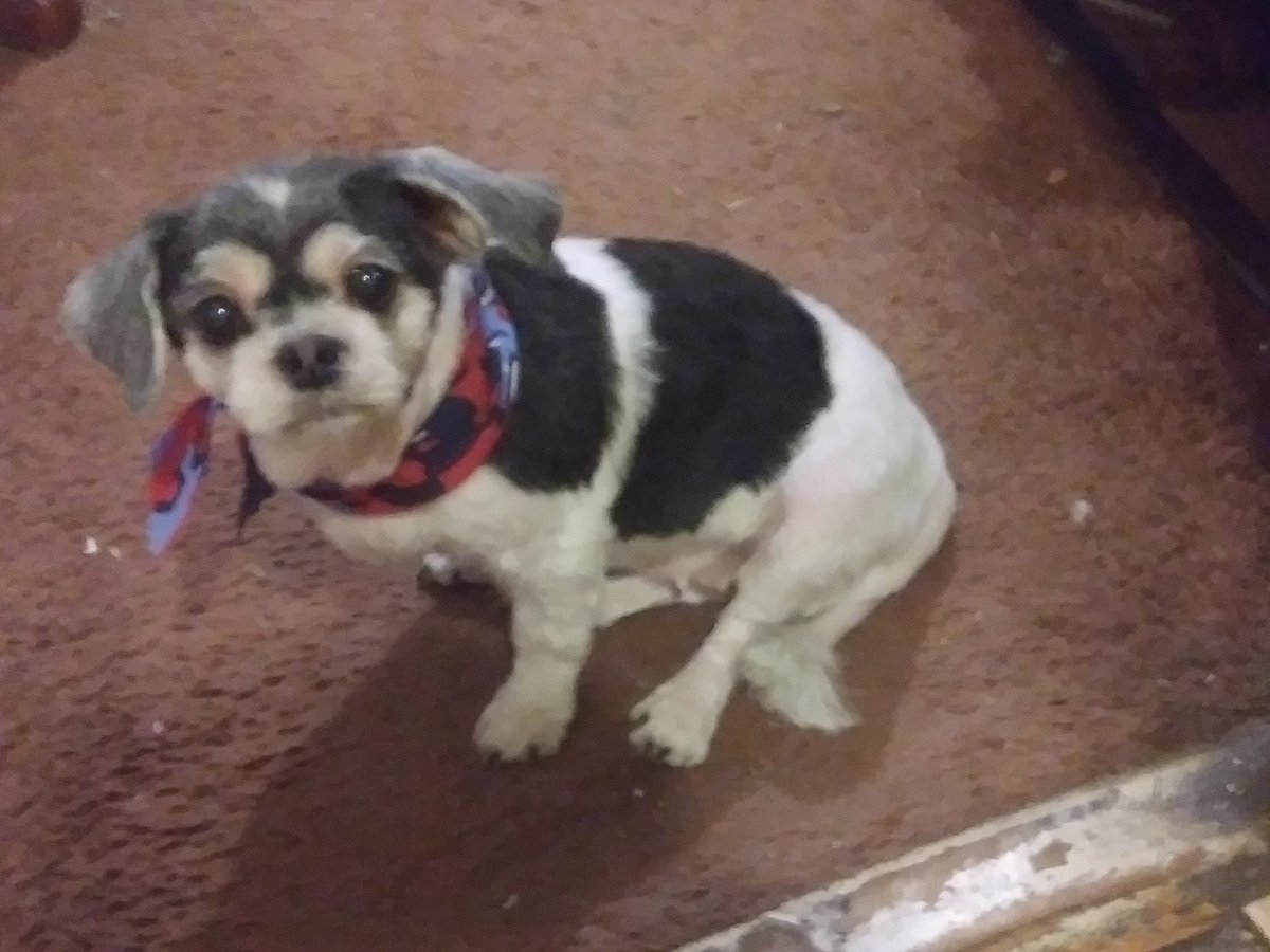 Remnant_King_'s tweet photo. Back from my doctors appointment which literally could just been a phone call, email or txt ayayay. Least back home going live in few for #WatchDogs2 #WatchDogsWednesday stream https://t.co/nU4Z6FiVyw @tgwpis and look my doggies got fresh cut ๐๐ถ๐ #PuppyLove https://t.co/EnbPV7eIMy