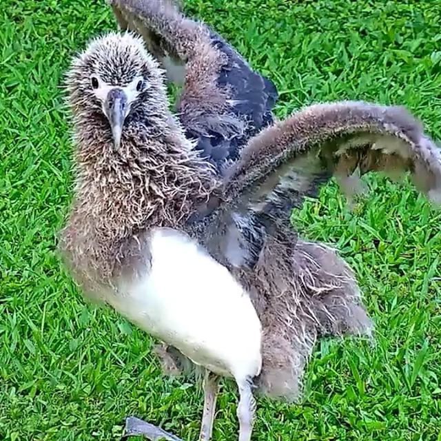 BirdCams's tweet photo. Laysan Albatross chick “Kiamanu” spins for the camera and shows off her mighty wingspan, which will extend to roughly 6.5 feet when the time comes for fledging. Join the fun LIVE at https://t.co/0yN52vCN6E
#birdcams #wildlife #birds #birdsofinstagra… https://t.co/TeDkH40wkV https://t.co/tn1Gue5CxS