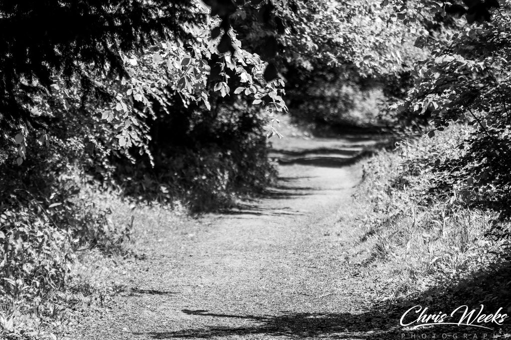 ChrisWeeksPhoto's tweet photo. Afternoon Walks
.
.
.
#afternoon #walk #walks #stroll #weekendwalk #outforawalk #nicewalk #woodland #blackandwhite #lensbible #parkland #surrey #photographer #nikond850 #sigma #70-200mm #f2.8 #weekendwalks #summerwalks #afternoonwalk https://t.co/DlyIdqi3tq