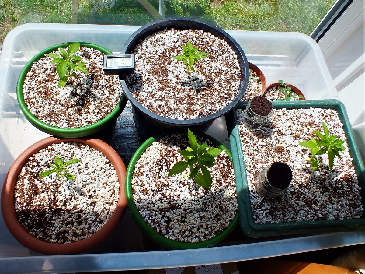 ShaggyGrower's tweet photo. What a difference some heat makes to my 5 #SpaceCookies.
Photo's 5 days apart. #JackyWhite & #Delahaze are launching out of the #Rootit sponges & #CannaCocoProPlus / #Perlite
Seeds by @paradiseseeds feed by #Shogun & #GHFeeding
#LovingHeatMats #SCGrow #ShaggysSummer18Grow https://t.co/cMIDLS4AYR