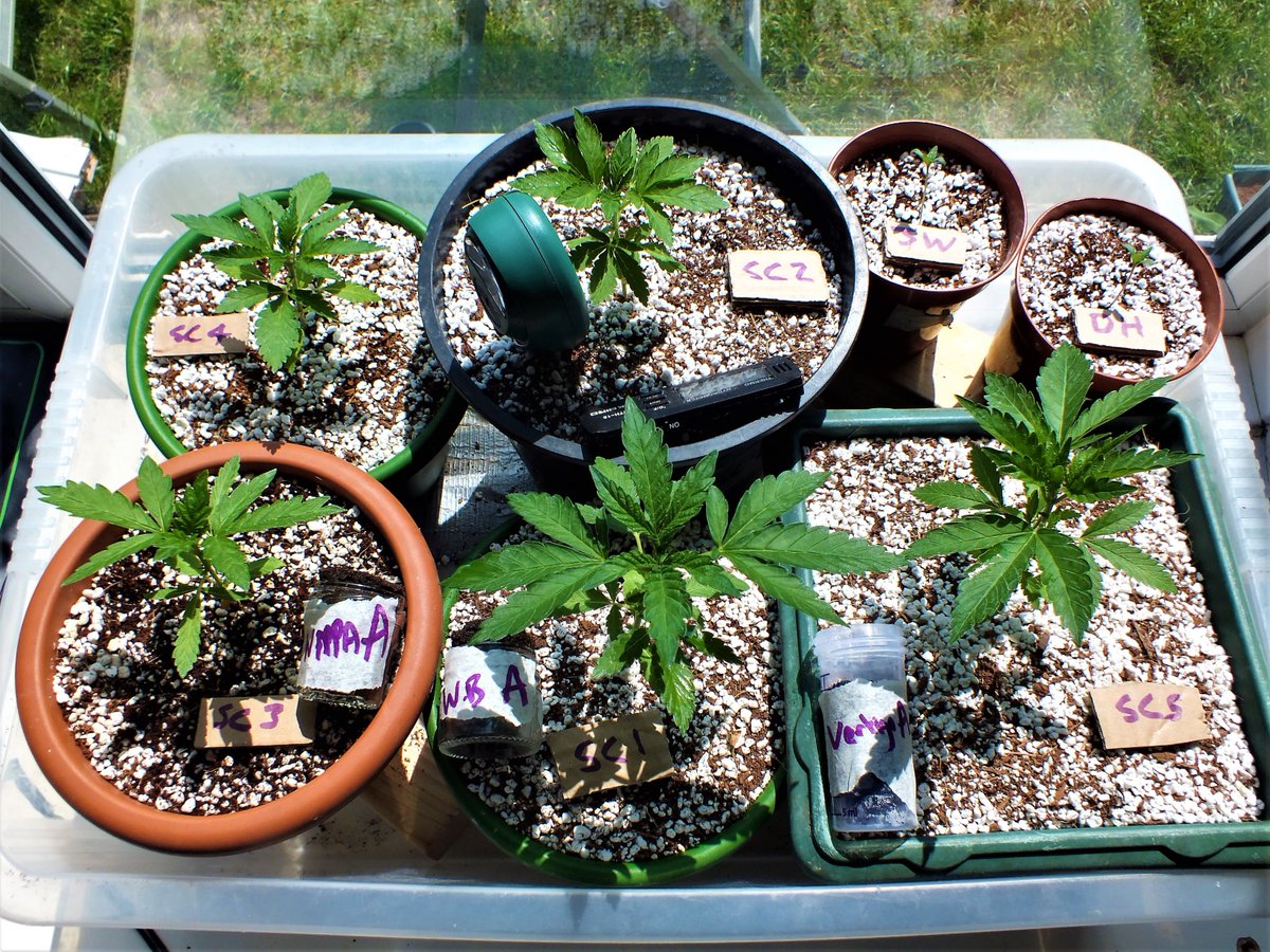 ShaggyGrower's tweet photo. What a difference some heat makes to my 5 #SpaceCookies.
Photo's 5 days apart. #JackyWhite & #Delahaze are launching out of the #Rootit sponges & #CannaCocoProPlus / #Perlite
Seeds by @paradiseseeds feed by #Shogun & #GHFeeding
#LovingHeatMats #SCGrow #ShaggysSummer18Grow https://t.co/cMIDLS4AYR