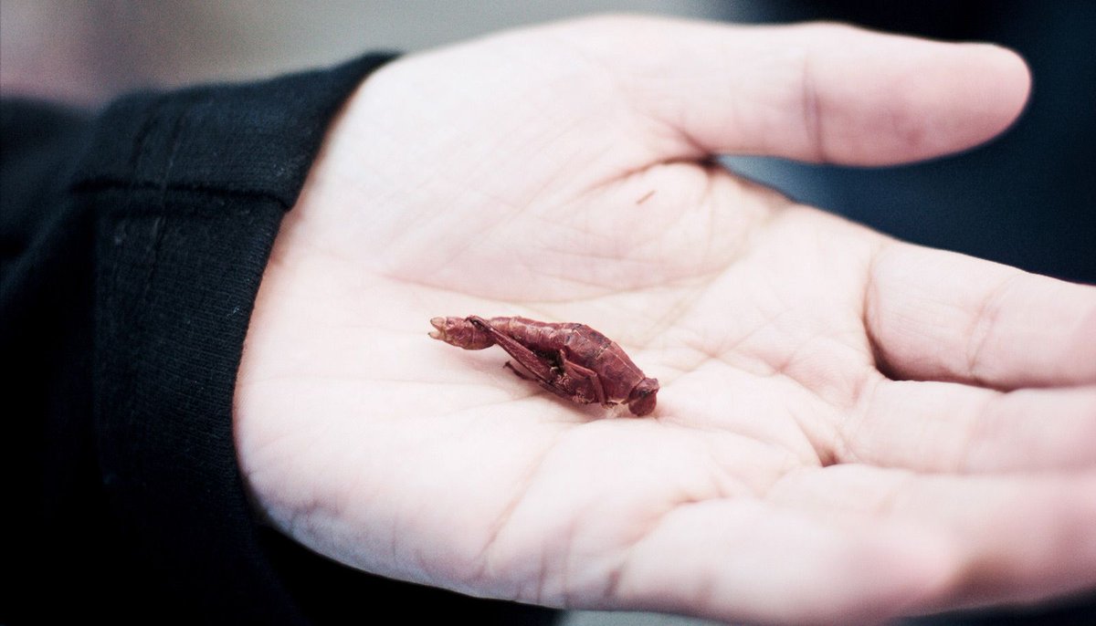 authorshipme's tweet image. #Mammal #BuggyCode [via: @FuturityNews] Our tiny, furry genetic ancestors were bug eaters futurity.org/chitinases-ins…