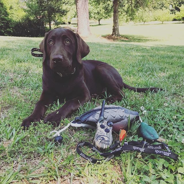 #ThatDogWill put in work on #WaterfowlWednesday! 
📷: @riverthelabrador2 on IG