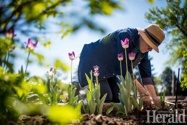 Leth_Herald's tweet photo. Some of today's published photos by @TMartinHerald 
#yql https://t.co/KqqHxWYsNi