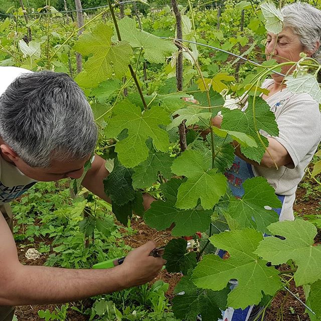 Ghvino_nl's tweet photo. Taking care of the #vineyard is more work then one expects. But when you take good care of them, they will award you with fantastic #wine . #ghvino #imereti #wijn #georgia #georgie #winelover #winelife #sommlife #somm #winerebels #wijngekken #wijnliefhebbers https://t.co/CpVR7wgohw