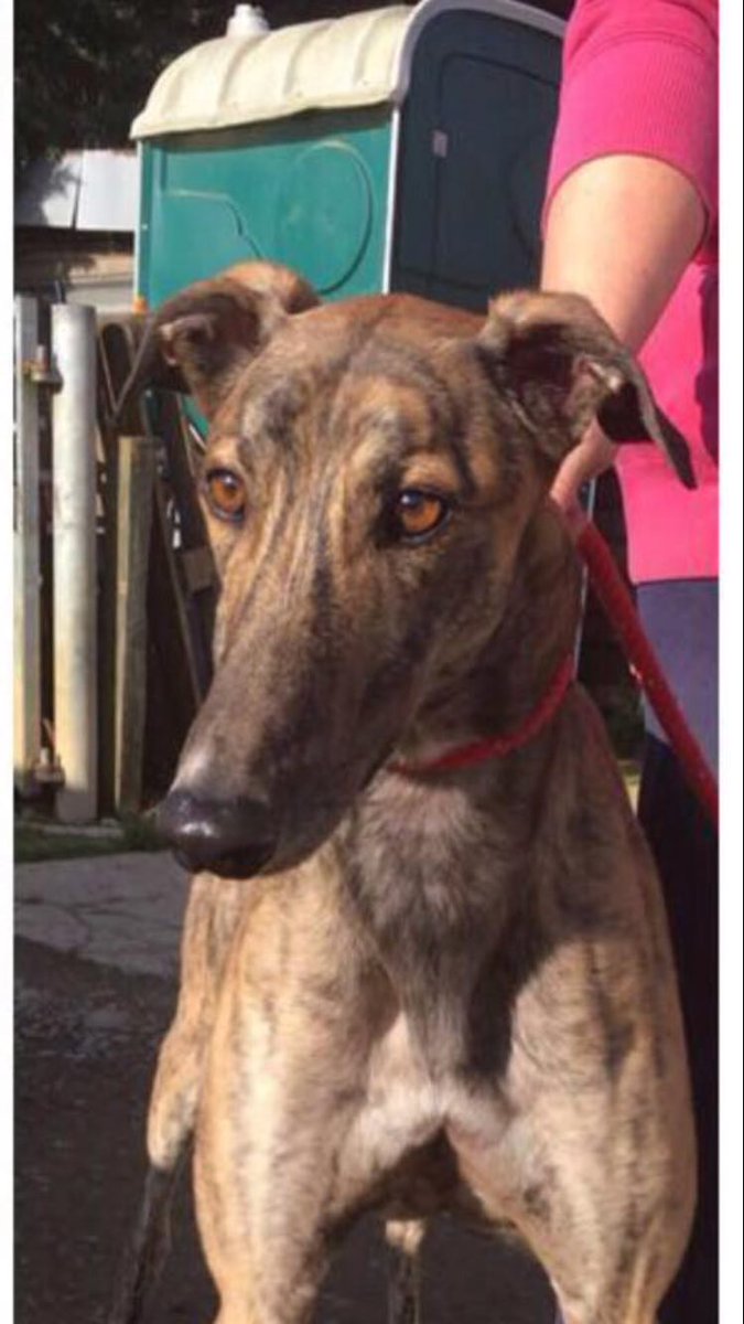 As you all know @kevhuttonracing had five dogs stolen on Saturday four are now home, just one to go #bringmonkeyhome #keepsharing #greyhounds #lost #STOLEN