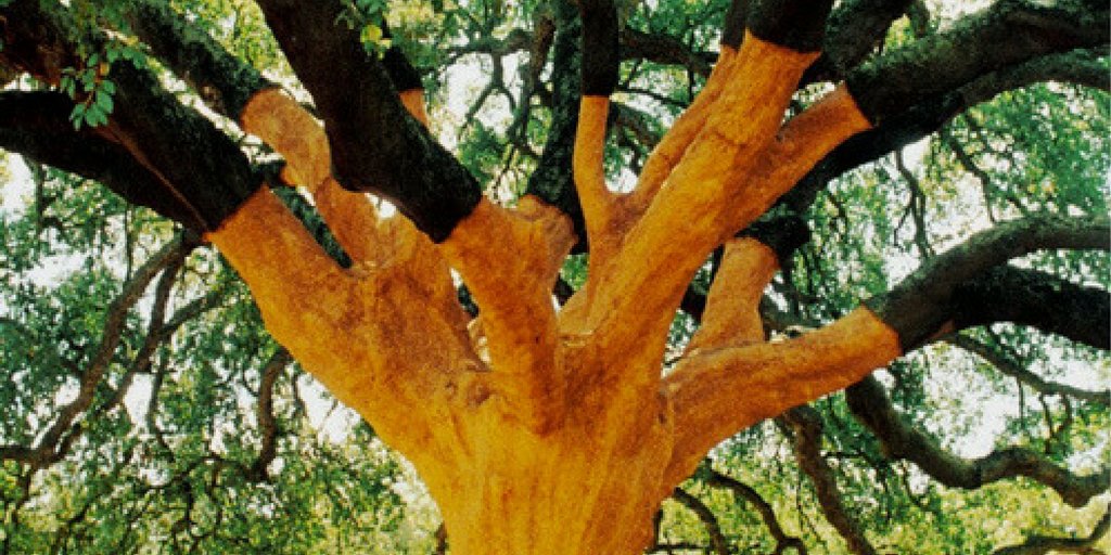 PlayPAKABO's tweet photo. The Famous Whistler Tree in #Portugal had the greatest #cork harvest ever recorded in 1991, 2645.55 pounds of bark were pulled from the tree which is equal to 100,000 bottle corks. in its' lifetime this tree is expected to produce well over £1 million corks. #corktoys #pakabo https://t.co/mGAg5RM81Z