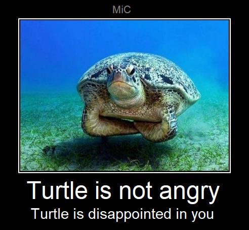 MeanwhileinCana's tweet photo. Turtle wants to see a ban on plastic straws, single-use (non-compostable) plastic bags, and single-use (non-compostable) plastic cups, cutlery and plates.  #WorldTurtleDay #cdnpoli #WednesdayWisdom https://t.co/v1LDQCflML