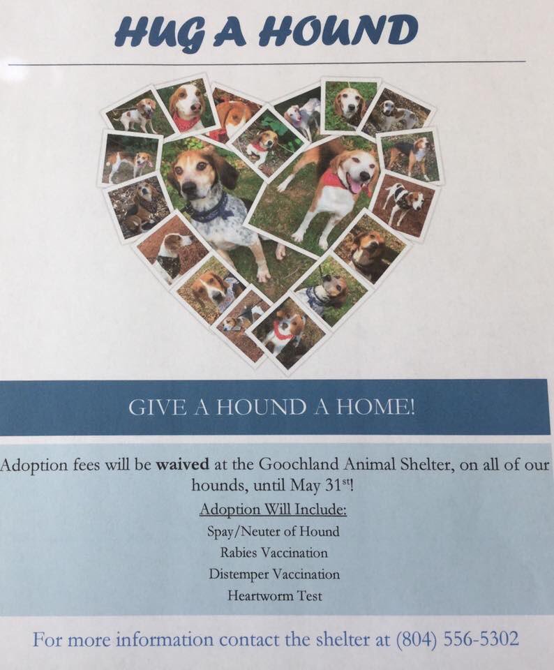 GoochlandGovtVA's tweet photo. Goochland County Animal Protection is waiving the adoption fees on all the hounds in the Goochland Animal Shelter, until May 31st. Come and meet the sweet hounds, the shelter is open Tuesday-Saturday, 9am-2pm. #HugAHound #Adoption #Hound #GoochlandCounty https://t.co/Zhx590wArt