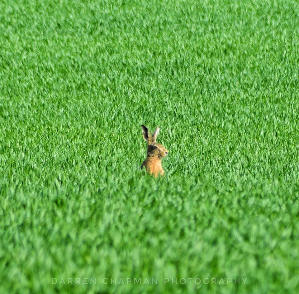 alnwickgazette's tweet photo. VIEW OF #NORTHUMBERLAND: A hare pops up in a sea of green near #Howtel. Darren Chapman was there with his camera. #northeasthour @NorthEastTweets @NEFollowers https://t.co/Yjc1OSwWMv