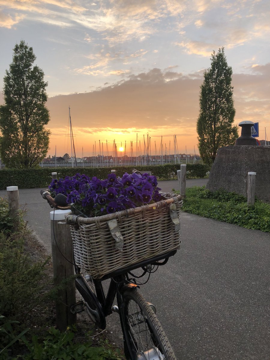 #iphone8 #sunset #flower #nofilter