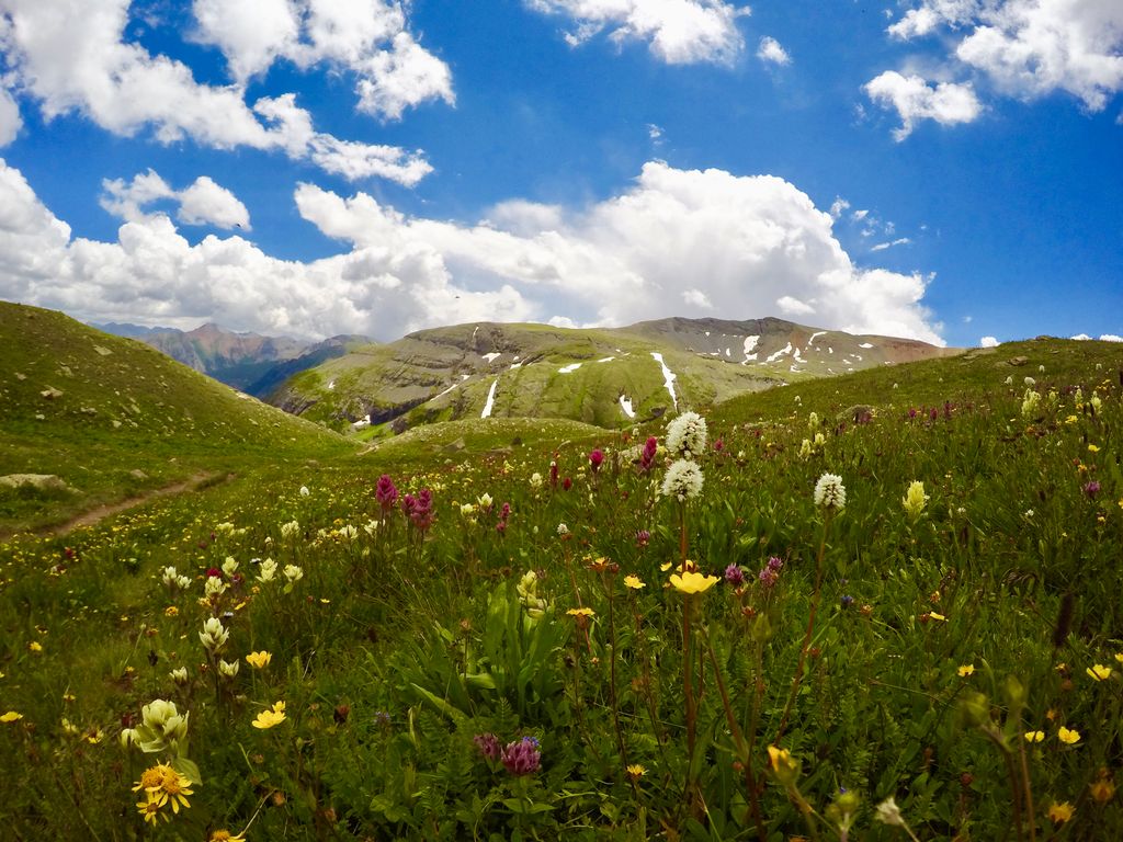 Joelatto's tweet photo. A lovely reminder of how beautiful change can be.
.
.
.
.
#changeisok #itiswhatyoumakeit #flowers #mountains #mountainflowers #wildflowers #bluesky #backpacking #hiking #moments #outbound #outboundlife #hikingculture #millennialedge #outboundcollective #colorado #icelakes https://t.co/mA8Cr7Cpmq