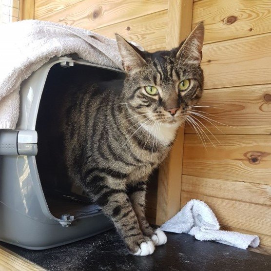 RSPCA_TheArk's tweet photo. Ulysses has been here since March and has taken a while to come out of his shell. It takes time for him to trust, but once he does it's a rewarding experience. He's such a friendly boy but will still need to be given time and patience in his new home. https://t.co/JKcQP9BgzA https://t.co/OcAVqjgxdv