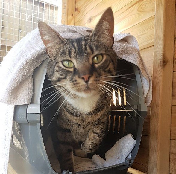 RSPCA_TheArk's tweet photo. Ulysses has been here since March and has taken a while to come out of his shell. It takes time for him to trust, but once he does it's a rewarding experience. He's such a friendly boy but will still need to be given time and patience in his new home. https://t.co/JKcQP9BgzA https://t.co/OcAVqjgxdv