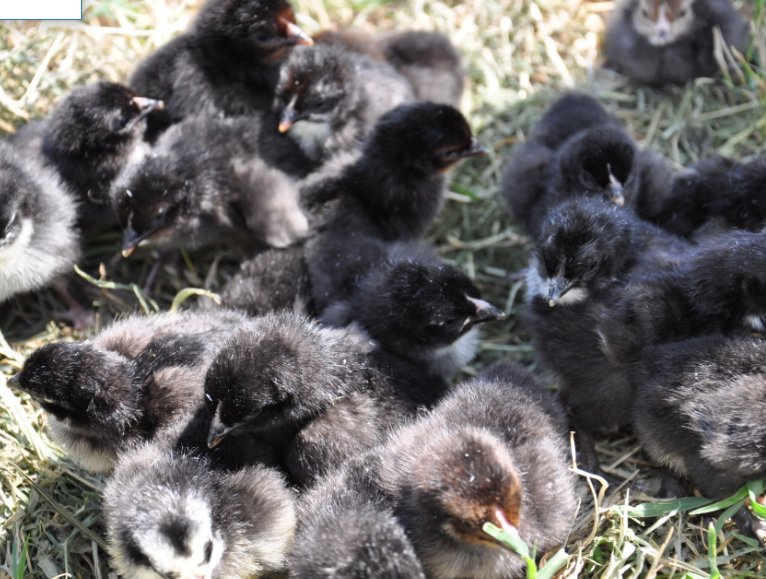 KARI Day old Chicks Available. 
It takes only 28 days after booking to have your order ready. 
Place your order today for the best quality of improved indigenous chicken in Kenya. 
Email: kalropoultry@gmail.com or call 0708620095/7