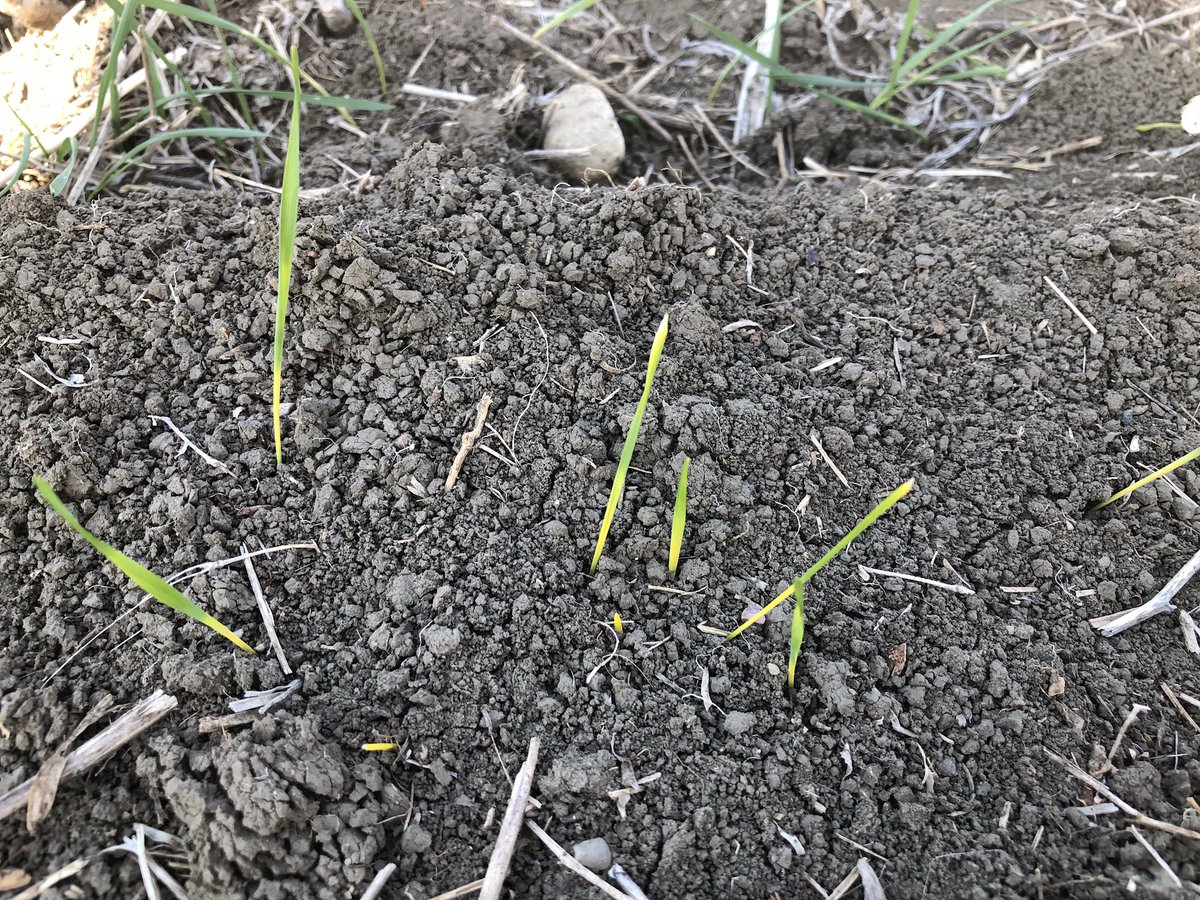 Richardson Pioneer (@rpcropwatch) on Twitter photo 2 leaf wheat here in west central Saskatchewan today. Temperature banding observed here along with other parts of the province. Some wireworm snacking on seedlings being stopped by insecticide ST. #Scout18 with <a href="/daynajelliott/">Dayna Elliott</a> and <a href="/BryceGeisel/">Bryce Geisel</a> 2 leaf wheat here in west central Saskatchewan today. Temperature banding observed here along with other parts of the province. Some wireworm snacking on seedlings being stopped by insecticide ST. #Scout18 with <a href="/daynajelliott/">Dayna Elliott</a> and <a href="/BryceGeisel/">Bryce Geisel</a>
