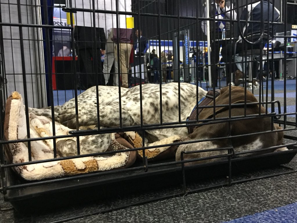 LindySRiley's tweet photo. One very tiered Gru #securex #dogs #urbanmantrailing #detection #protection https://t.co/WNPKtOrai9