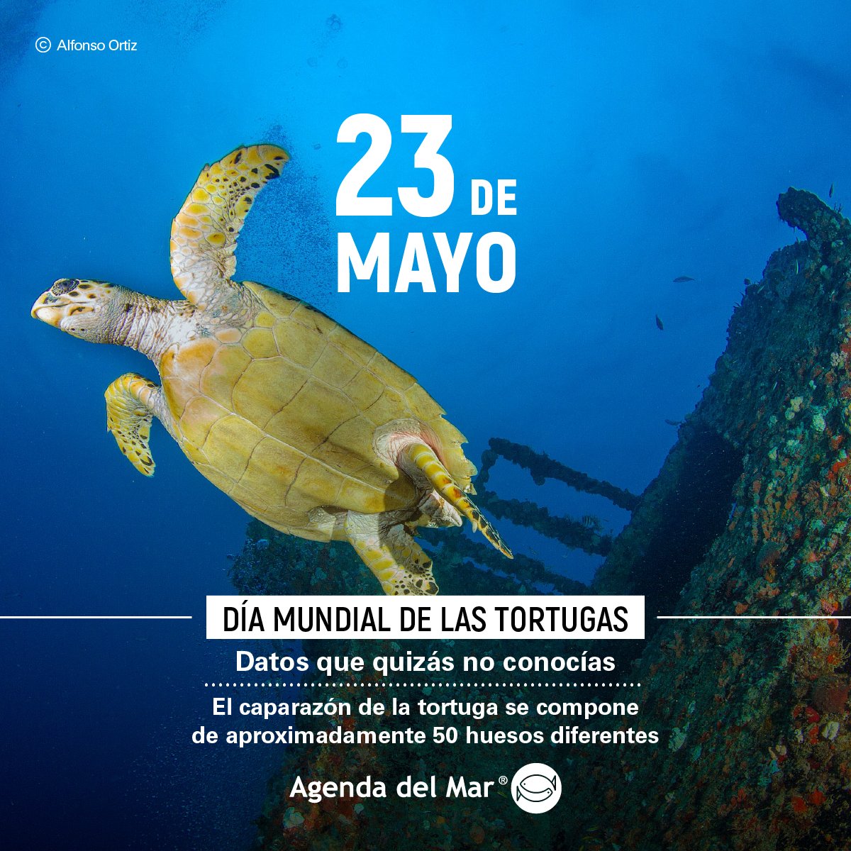 Agenda del Mar tweet media