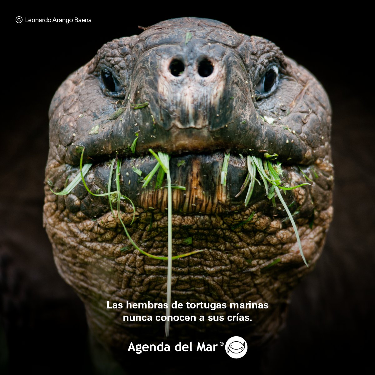 Agenda del Mar tweet media