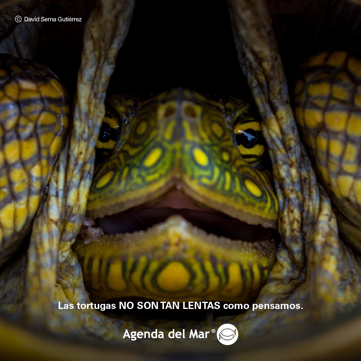 #DíaMundialDeLasTortugas #AgendaDelMar