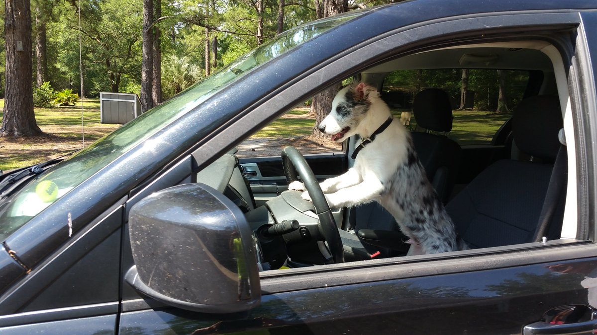 SmartestDogEver's tweet photo. Just caught Mr Biscuit driving the car again... silly dog wasn't even wearing a seatbelt  😂😂😂
Please RT!! #smartestdogintheworld #smartestdogever #mrbiscuit #dogtricks 
Website: https://t.co/nwSHfIMOKd         
Facebook: https://t.co/qDUU6OChtu https://t.co/w4TOASYAOW