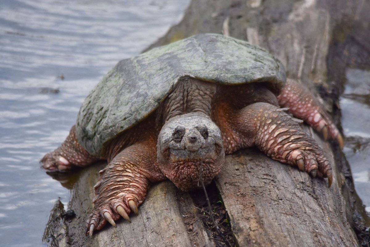 JUST CHILLING! - Peter Granka found a nice surprise at #ConfederationPark. #HamOnt #nature