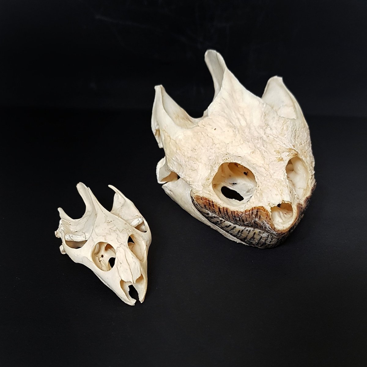 ossaflores's tweet photo. So it's apparently World Turtle Day today! Unfortunately I don't have any awesome living ones but I have a couple of very interesting skulls 🙂 Snapping turtle and Soft shell turtle 🐢
#worldturtleday #turtles #turtleskull #animalskulls #osteology #skullcollecting #ossaflores https://t.co/0UobSsuFQ0
