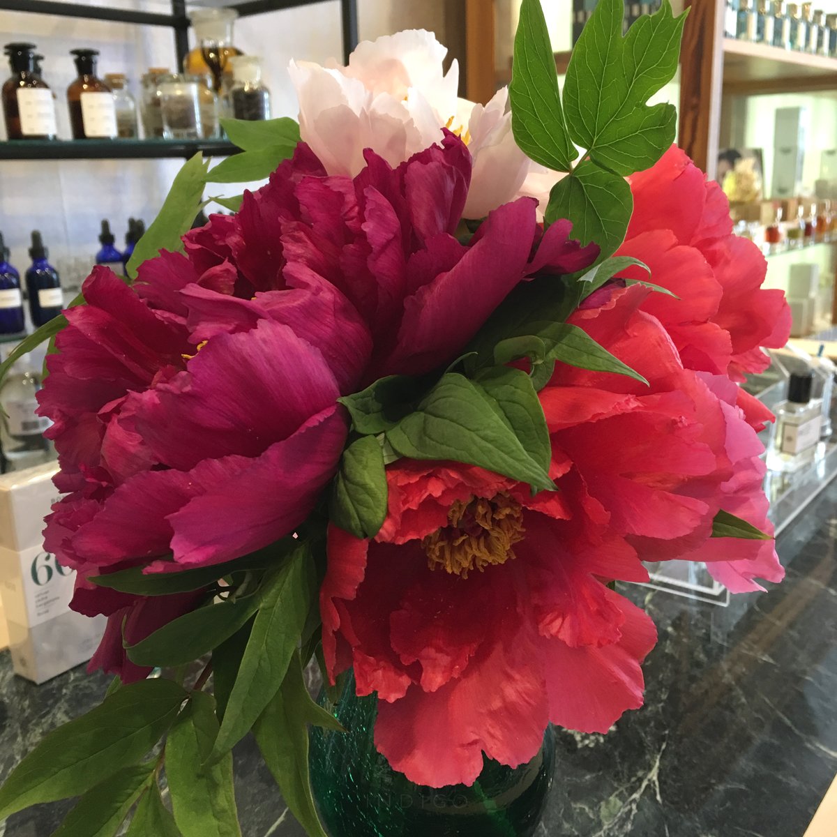 IndigoPerfumery's tweet photo. Brought our tree peonies in for customer sniffing. Each color has its unique scent, more subtle and less sweet than the herbacious peonies we all know and love.
#indigoscentedgarden #treepeonies #delicious #blowsy #FlowerReport https://t.co/vX4nFAQQSw