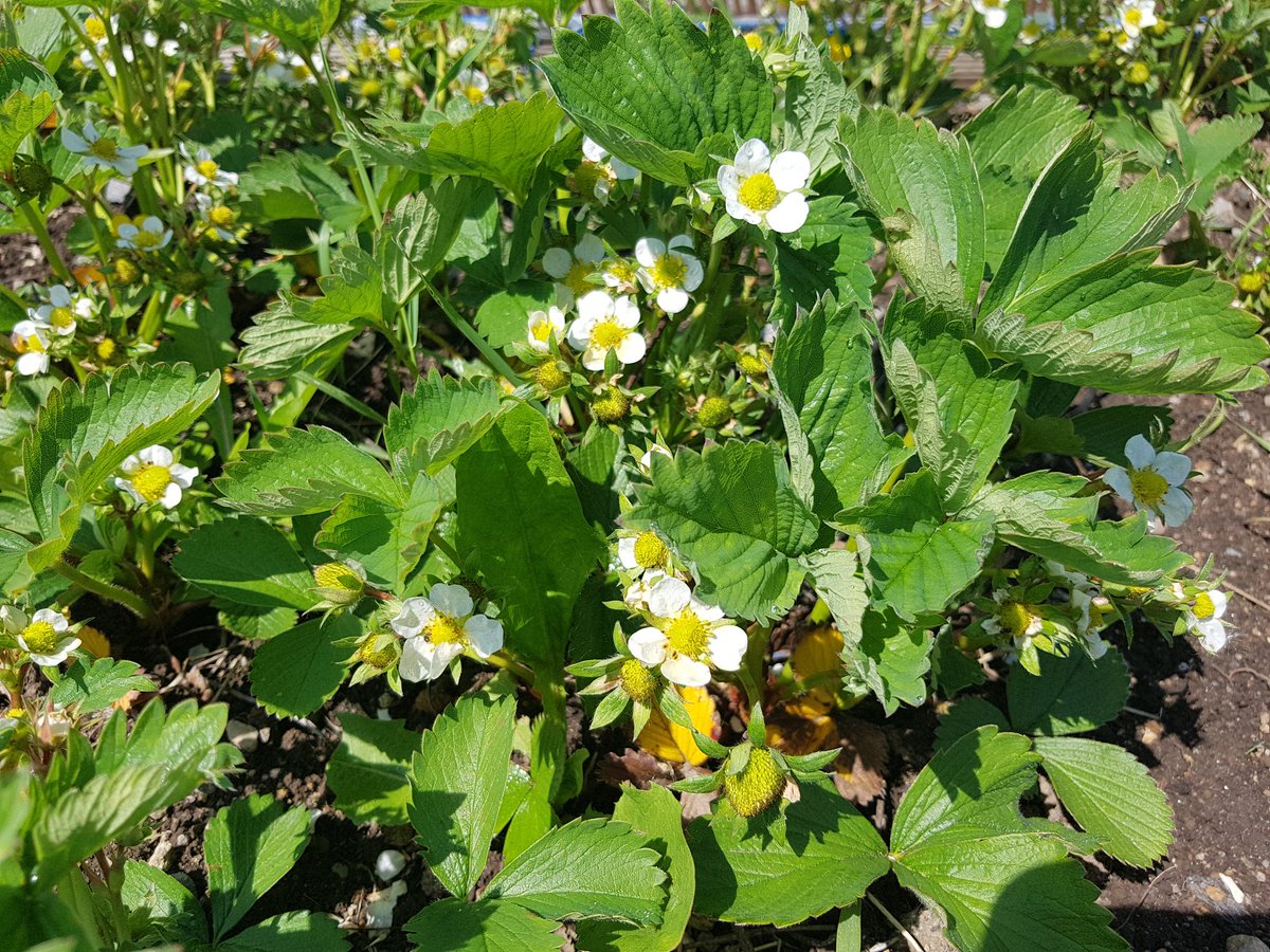 HealthyGalway's tweet photo. Learning on the job... Got to do some work in the @GrowingInGalway Ballinfoile Community Garden https://t.co/PdfWjt9yf0