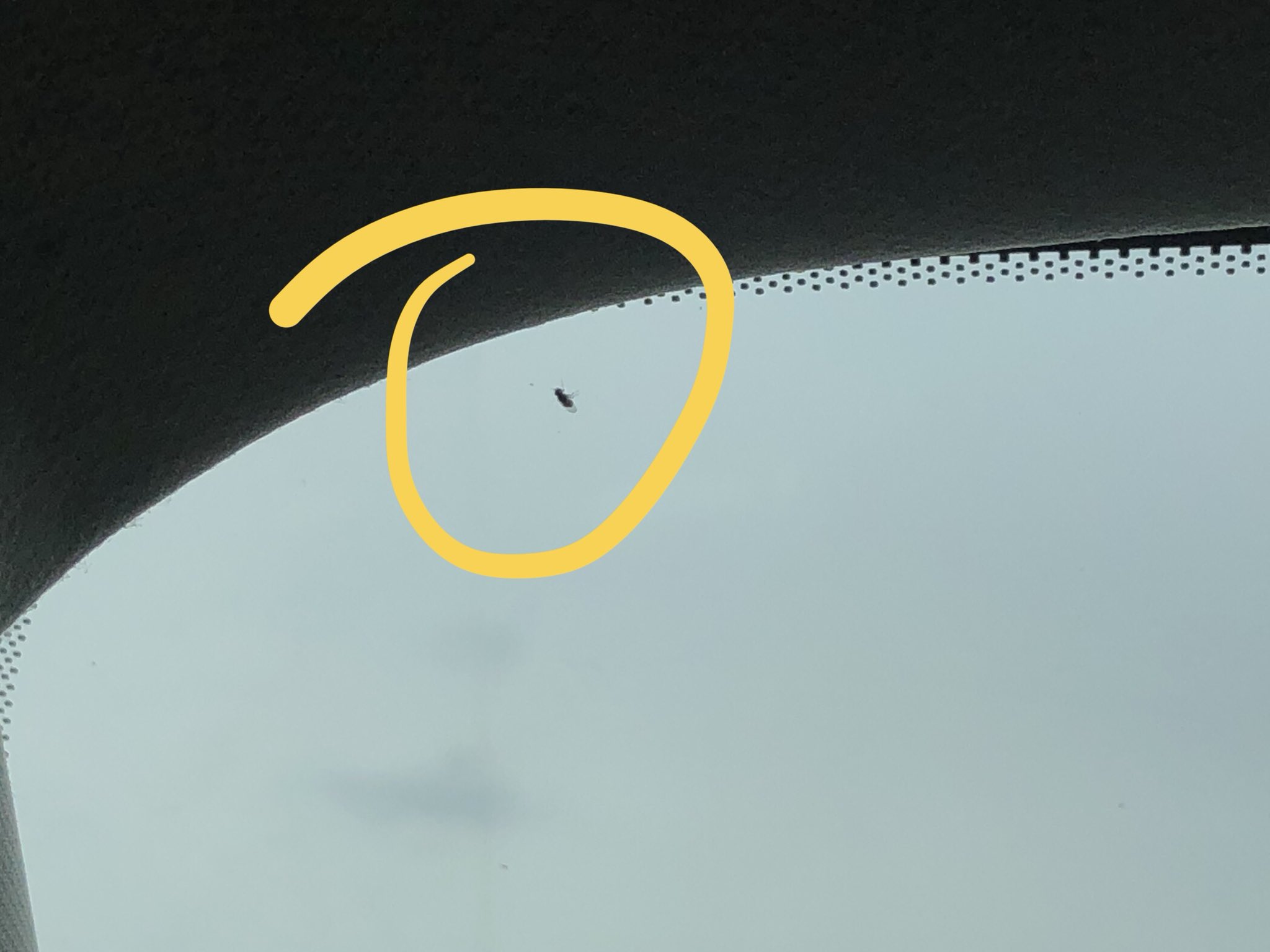 Chad Simmons on Twitter "These South gnats are no joke. I open my door for a second to