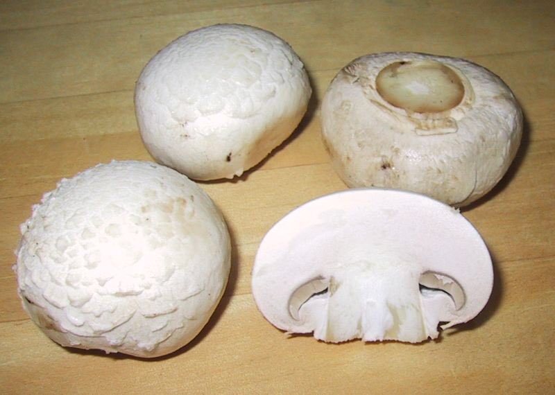 ChitinRecords's tweet photo. Agaricus bisporus is an edible basidiomycete mushroom native to grasslands in Europe and North America. https://t.co/dLGTHmpy3o