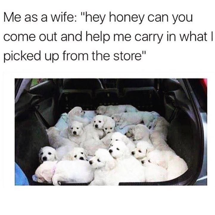 paratest's tweet photo. #IfIHadADayWithoutConsequence #AllthePuppies https://t.co/xQWAgd8CRS