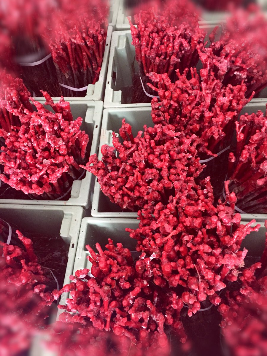 sussexvineyards's tweet photo. Vines fully prepped for planting tomorrow, bags full of root trimmings and vines, sorted by variety and clone sitting in colour-coded crates. #MoreVines #Sussex #Mayfield #thinkingaboutbreakfast https://t.co/nYxj3G7BN9