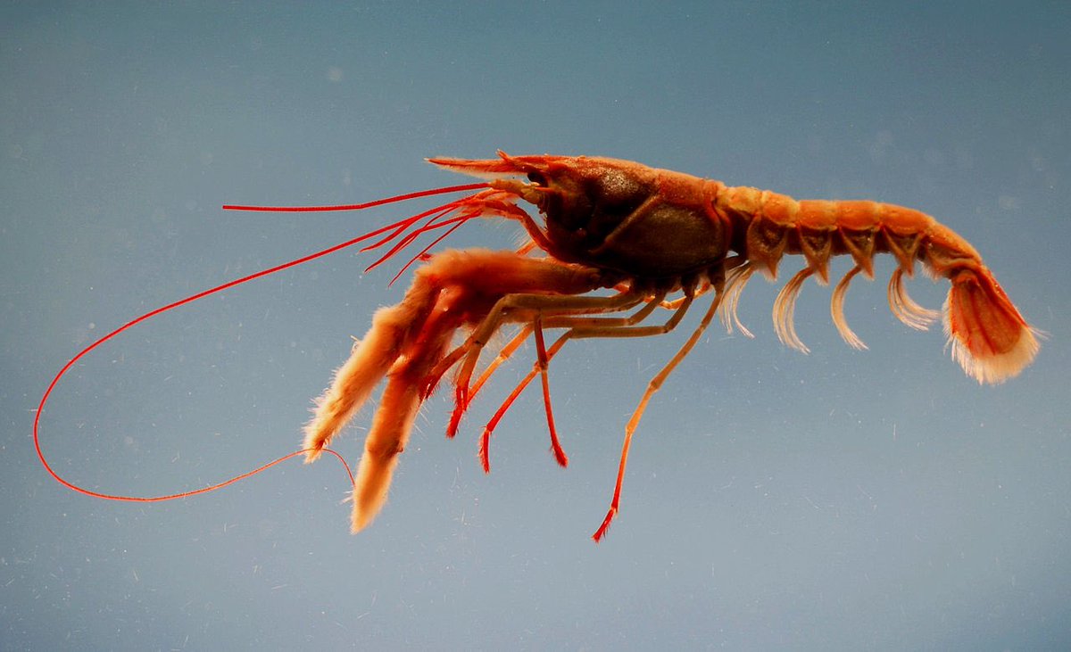 ChitinRecords's tweet photo. Nephropsis rosea, sometimes called the rosy lobsterette or two-toned lobsterette, is a species of lobster. https://t.co/prVLhFsz1f