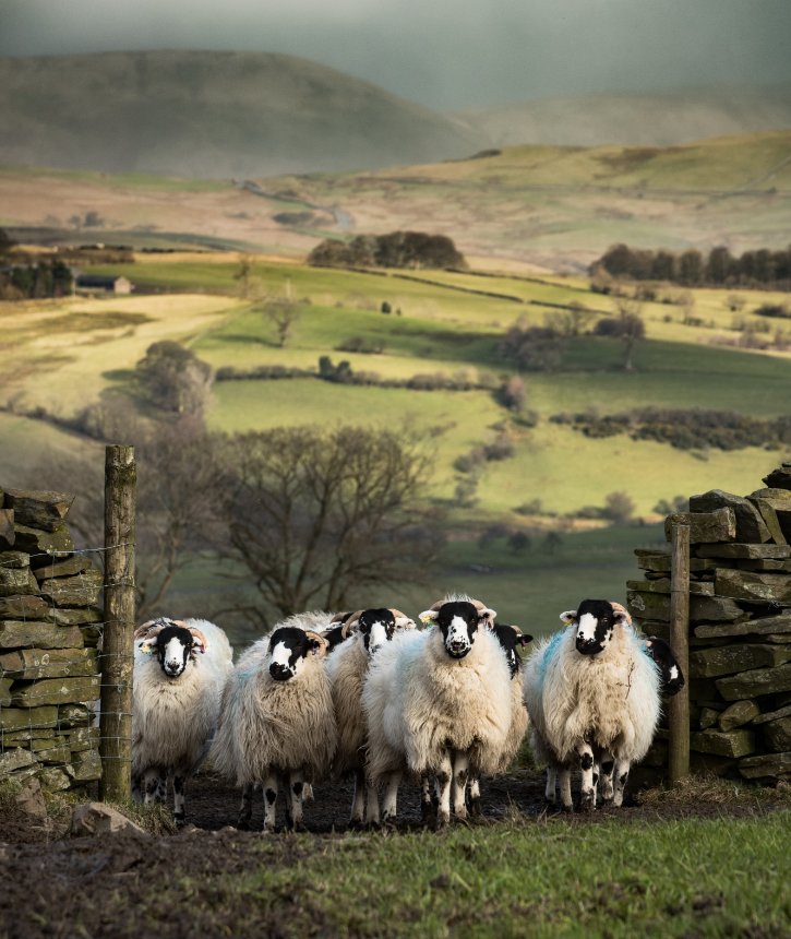 BritishWool's tweet photo. #BritishWool - the science behind our amazing fibre. Read more in our new blog https://t.co/xCWYLExNjL #WednesdayWisdom #WoolGeek #NaturalFibre
📷 @Croftfoot https://t.co/zdn3rpdQaS
