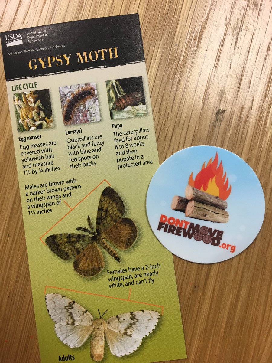 Day 3 at Camp Simonis: Insect Identification and Hiking Smarts! We were so excited to have members of the HSE hiking club and IN DNR here to speak with us!