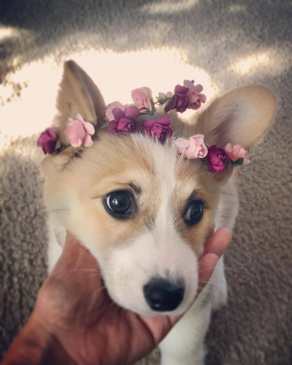 vivadogsUK's tweet photo. What a princess ❤️❤️❤️ | 📷 @lychee_the_corgi https://t.co/9hfcsVj2mY