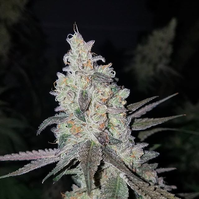 HouseOfMedsSF's tweet photo. 🌴Motherloaded(GG4 x Forum GSC) - If this cut wasn't made, selected, and shared by one of the IC homies @calcodankster it would be high on my list for future reversals. I would like to see him do it though 😁 More people need to see this cut. Thinking … https://t.co/KQOG1cZCAY https://t.co/LltUfbu3yx