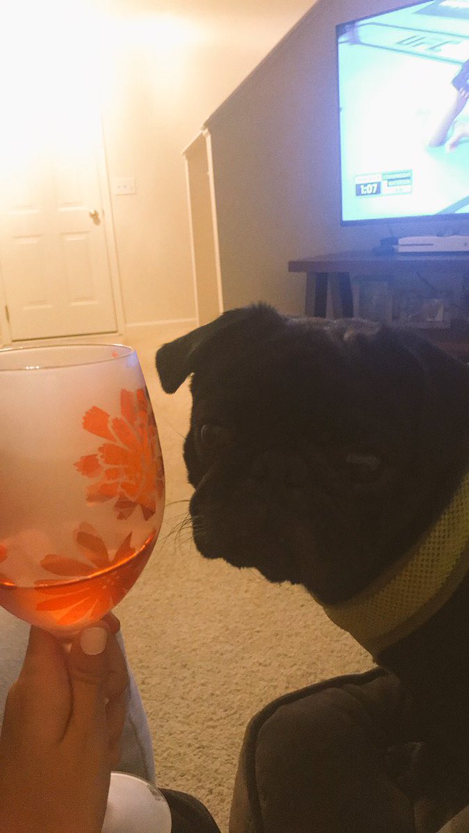 vglazek's tweet photo. He stays wanting my drinks 😂 #pugmom https://t.co/bxrY3urOVy