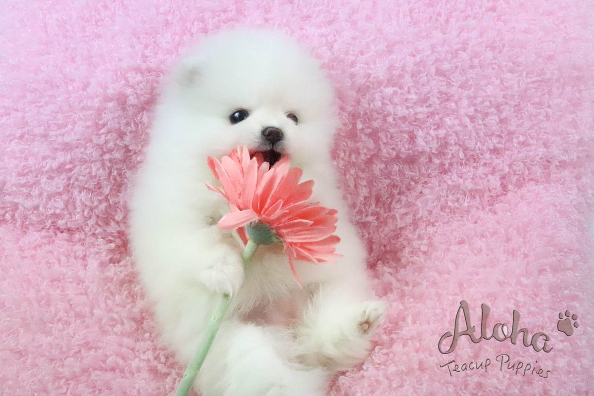 Funny Teacup Fluffy Adorable Puppies